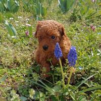 Barboncini Toy piccoli e nano disponibili