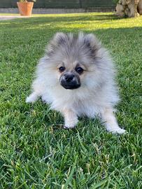 Cucciola Spitz di Pomerania