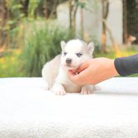 Cucciolo di Siberian Husky