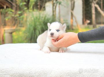 Cucciolo di Siberian Husky