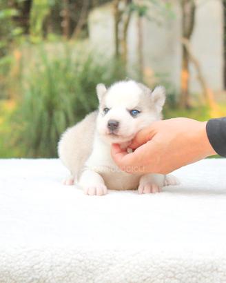 Cucciolo di Siberian Husky