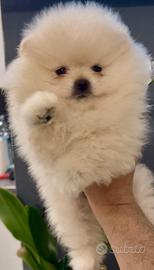 Pomerania Spitz Toy nano