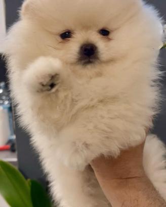 Pomerania Spitz Toy nano