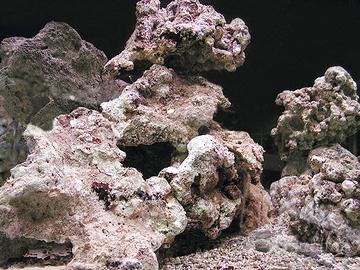 Rocce vive per acquario marino