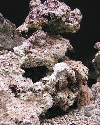 Rocce vive per acquario marino