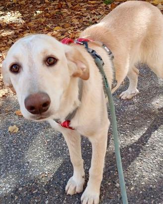 Dolce cucciola color miele taglia media 5 mesi