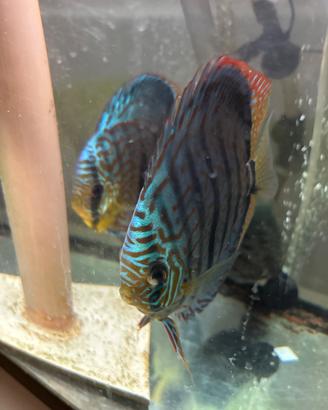 Discus varie misure