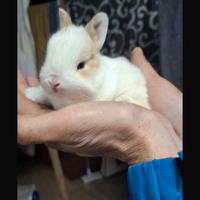 Conigli testa d leone