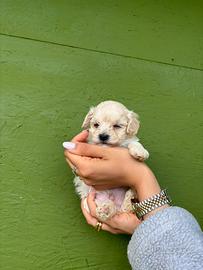 Cucciolo maltipoo maschio