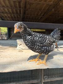 Pulcinotti Amrock e Marans