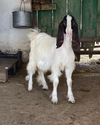 Becchi maltesi puri