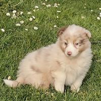 Cuccioli pastore australiano australian