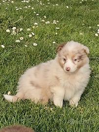 Cuccioli pastore australiano australian
