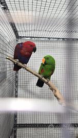 Coppia di pappagalli ecletti