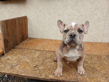 bulldog francesi cuccioli