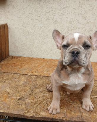bulldog francesi cuccioli