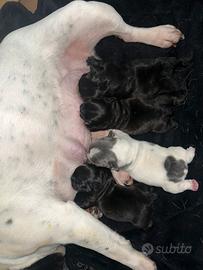 Bulldog francese