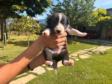 Border Collie maschio