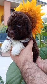 Lagotto romagnolo