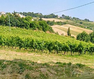 VIGNETO DOC di 4 ettari nelle colline marchigiane