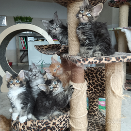 Cuccioli di Maine Coon
