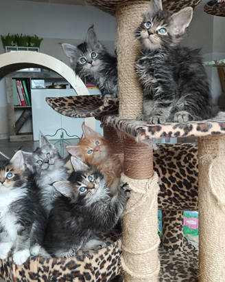 Cuccioli di Maine Coon