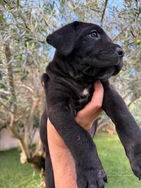 Cuccioli di cane corso