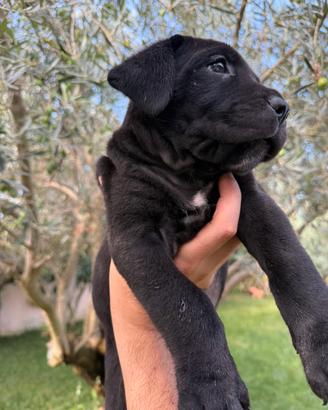 Cuccioli di cane corso