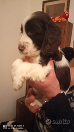 Cocker spaniel cioccolato maschi