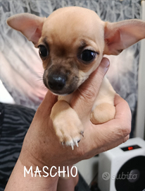 Cucciolo chihuahua toy