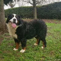 Maschio bovaro del bernese