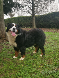 Maschio bovaro del bernese