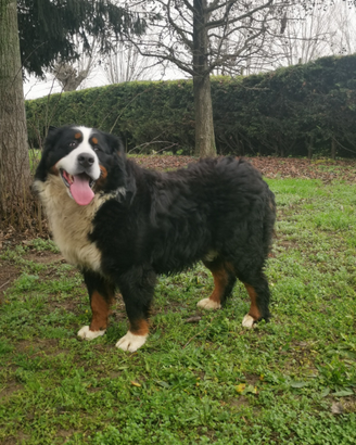 Maschio bovaro del bernese