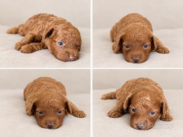Cuccioli di barboncino Toy Red