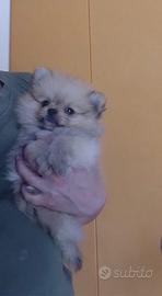 Cucciola mini toy spitz di pomerania