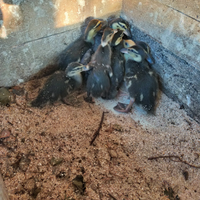 Pulcini germano reale