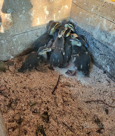 Pulcini germano reale