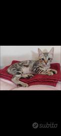 Gattina Fluffy