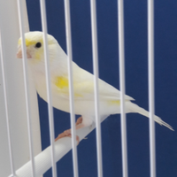 Canarini giallo mosaico