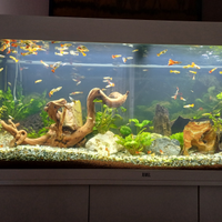 Guppy colorati
