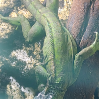 Iguana verde