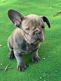 Bulldog francese blue