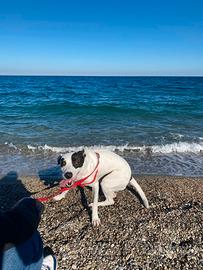 Cagnolina in adozione