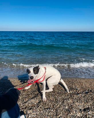 Cagnolina in adozione