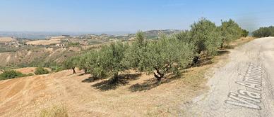 Terreni agricoli a Casalincontrada (anche Oliveti)