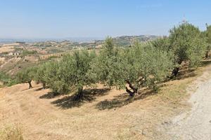Terreni agricoli a Casalincontrada (anche Oliveti)