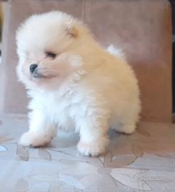Spitz nani di Pomerania con pedegree