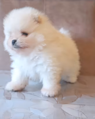 Spitz nani di Pomerania con pedegree