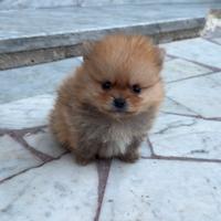 Spitz di pomerania mini toy