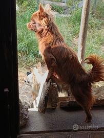 Chihuahua femmina adulta pelo lungo